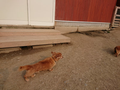 f:id:roukenhome-ann:20190407191201j:plain f:id:roukenhome-ann:20190407191201j:plain