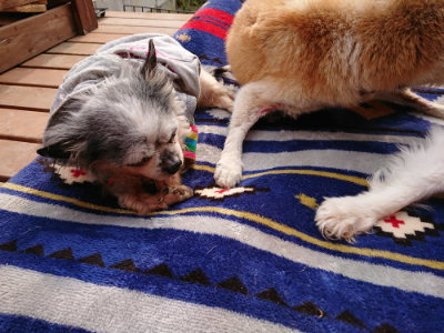 f:id:roukenhome-ann:20190407191216j:plain f:id:roukenhome-ann:20190407191216j:plain