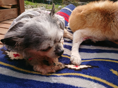 f:id:roukenhome-ann:20190407191223j:plain f:id:roukenhome-ann:20190407191223j:plain