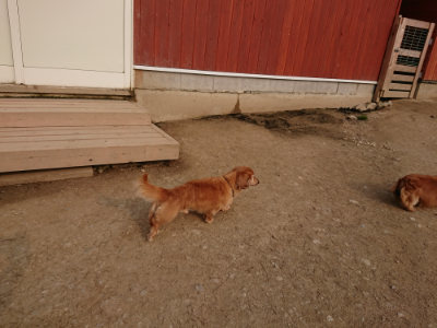 f:id:roukenhome-ann:20190407191234j:plain f:id:roukenhome-ann:20190407191234j:plain