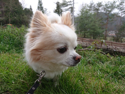f:id:roukenhome-ann:20190407191240j:plain f:id:roukenhome-ann:20190407191240j:plain