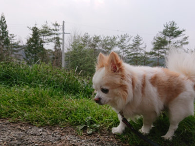 f:id:roukenhome-ann:20190407191246j:plain f:id:roukenhome-ann:20190407191246j:plain