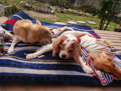 f:id:roukenhome-ann:20190407191252j:plain f:id:roukenhome-ann:20190407191252j:plain