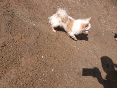 f:id:roukenhome-ann:20190408153806j:plain f:id:roukenhome-ann:20190408153806j:plain
