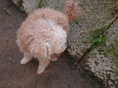f:id:roukenhome-ann:20190408154137j:plain f:id:roukenhome-ann:20190408154137j:plain