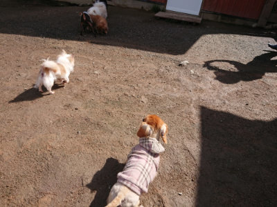 f:id:roukenhome-ann:20190408154148j:plain f:id:roukenhome-ann:20190408154148j:plain