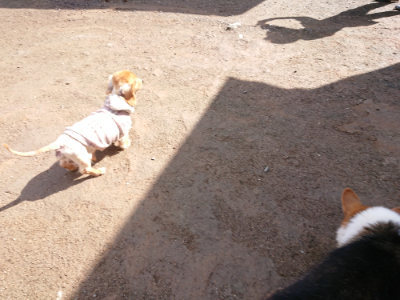 f:id:roukenhome-ann:20190408154208j:plain f:id:roukenhome-ann:20190408154208j:plain