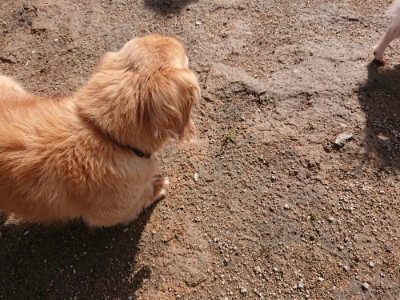 f:id:roukenhome-ann:20190408180231j:plain f:id:roukenhome-ann:20190408180231j:plain