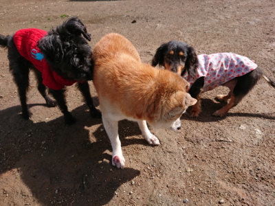 f:id:roukenhome-ann:20190408180244j:plain f:id:roukenhome-ann:20190408180244j:plain