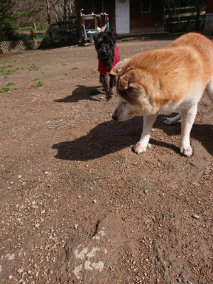 f:id:roukenhome-ann:20190408180331j:plain f:id:roukenhome-ann:20190408180331j:plain