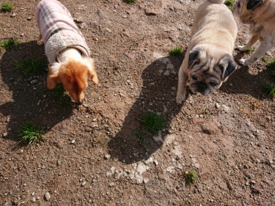 f:id:roukenhome-ann:20190408180348j:plain f:id:roukenhome-ann:20190408180348j:plain