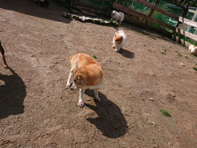 f:id:roukenhome-ann:20190408180626j:plain f:id:roukenhome-ann:20190408180626j:plain