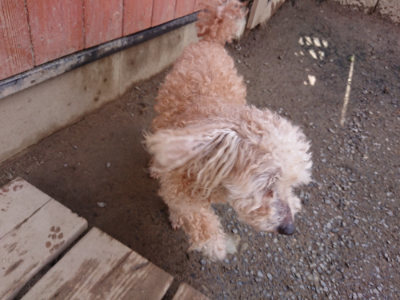 f:id:roukenhome-ann:20190408181607j:plain f:id:roukenhome-ann:20190408181607j:plain