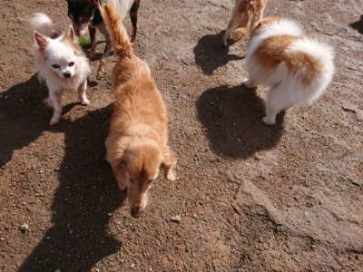 f:id:roukenhome-ann:20190408181828j:plain f:id:roukenhome-ann:20190408181828j:plain