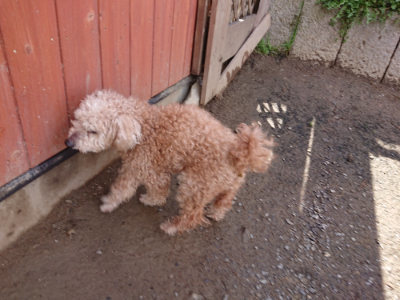 f:id:roukenhome-ann:20190408181837j:plain f:id:roukenhome-ann:20190408181837j:plain