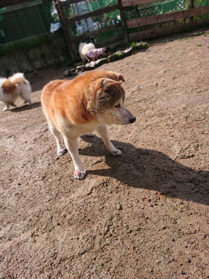 f:id:roukenhome-ann:20190408181945j:plain f:id:roukenhome-ann:20190408181945j:plain