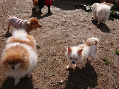 f:id:roukenhome-ann:20190408182210j:plain f:id:roukenhome-ann:20190408182210j:plain
