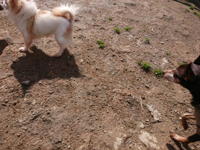 f:id:roukenhome-ann:20190408182309j:plain f:id:roukenhome-ann:20190408182309j:plain