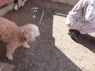 f:id:roukenhome-ann:20190408182430j:plain f:id:roukenhome-ann:20190408182430j:plain