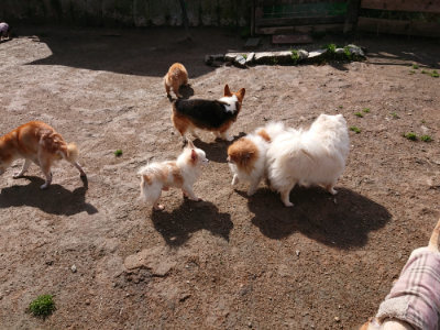 f:id:roukenhome-ann:20190408182504j:plain f:id:roukenhome-ann:20190408182504j:plain