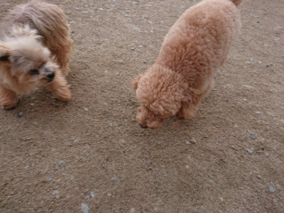 f:id:roukenhome-ann:20190408183310j:plain f:id:roukenhome-ann:20190408183310j:plain