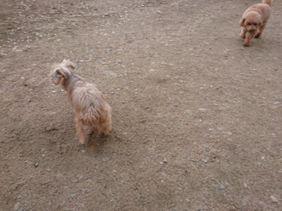 f:id:roukenhome-ann:20190408183329j:plain f:id:roukenhome-ann:20190408183329j:plain
