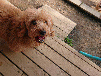 f:id:roukenhome-ann:20190408183341j:plain f:id:roukenhome-ann:20190408183341j:plain