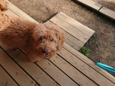 f:id:roukenhome-ann:20190408183346j:plain f:id:roukenhome-ann:20190408183346j:plain