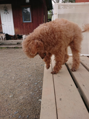 f:id:roukenhome-ann:20190408183413j:plain f:id:roukenhome-ann:20190408183413j:plain
