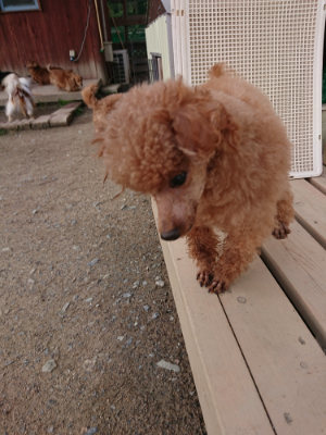 f:id:roukenhome-ann:20190408183455j:plain f:id:roukenhome-ann:20190408183455j:plain