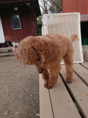 f:id:roukenhome-ann:20190408183503j:plain f:id:roukenhome-ann:20190408183503j:plain