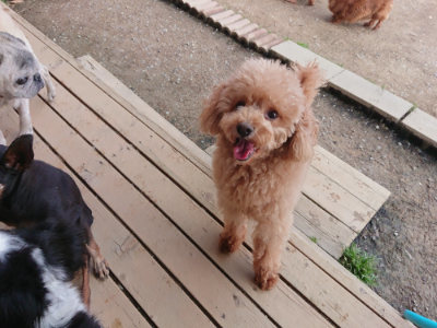 f:id:roukenhome-ann:20190408183537j:plain f:id:roukenhome-ann:20190408183537j:plain