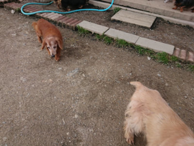f:id:roukenhome-ann:20190408183610j:plain f:id:roukenhome-ann:20190408183610j:plain