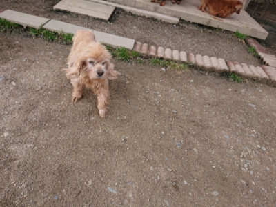 f:id:roukenhome-ann:20190408183643j:plain f:id:roukenhome-ann:20190408183643j:plain