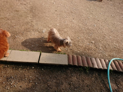f:id:roukenhome-ann:20190408183724j:plain f:id:roukenhome-ann:20190408183724j:plain