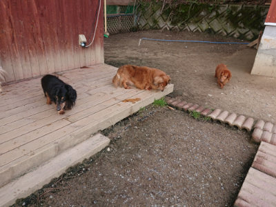 f:id:roukenhome-ann:20190408184219j:plain f:id:roukenhome-ann:20190408184219j:plain