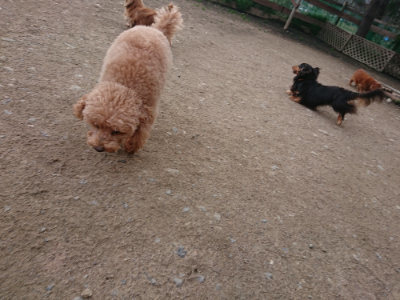 f:id:roukenhome-ann:20190408184312j:plain f:id:roukenhome-ann:20190408184312j:plain