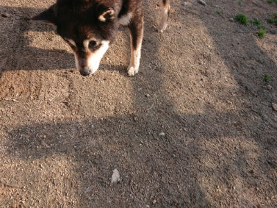 f:id:roukenhome-ann:20190408184403j:plain f:id:roukenhome-ann:20190408184403j:plain