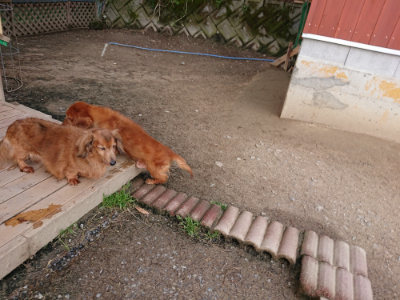 f:id:roukenhome-ann:20190408184426j:plain f:id:roukenhome-ann:20190408184426j:plain