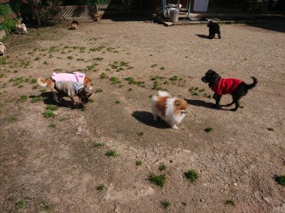 f:id:roukenhome-ann:20190410053848j:plain f:id:roukenhome-ann:20190410053848j:plain