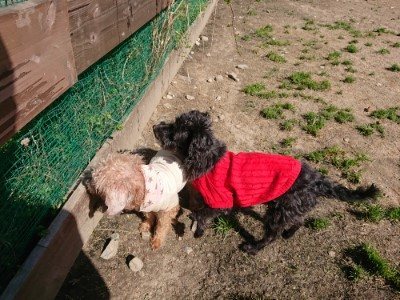 f:id:roukenhome-ann:20190410053941j:plain f:id:roukenhome-ann:20190410053941j:plain