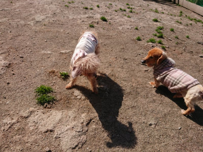 f:id:roukenhome-ann:20190410054006j:plain f:id:roukenhome-ann:20190410054006j:plain