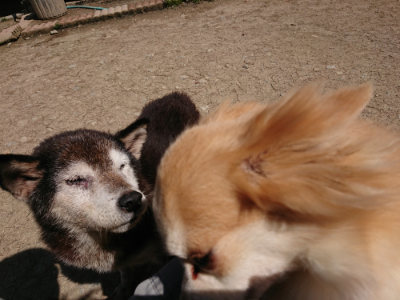 f:id:roukenhome-ann:20190410054026j:plain f:id:roukenhome-ann:20190410054026j:plain