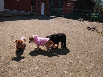 f:id:roukenhome-ann:20190410073151j:plain f:id:roukenhome-ann:20190410073151j:plain