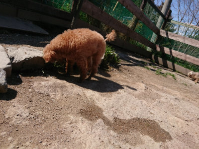 f:id:roukenhome-ann:20190410073256j:plain f:id:roukenhome-ann:20190410073256j:plain