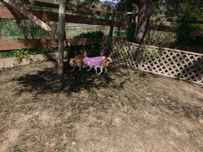 f:id:roukenhome-ann:20190410073354j:plain f:id:roukenhome-ann:20190410073354j:plain