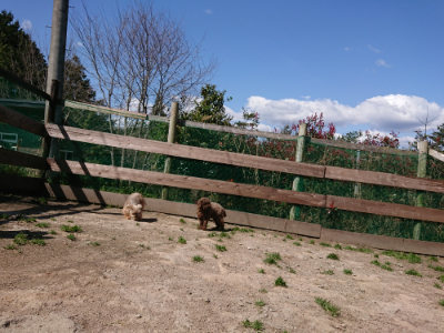 f:id:roukenhome-ann:20190410073400j:plain f:id:roukenhome-ann:20190410073400j:plain