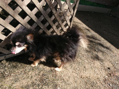 f:id:roukenhome-ann:20190410073451j:plain f:id:roukenhome-ann:20190410073451j:plain