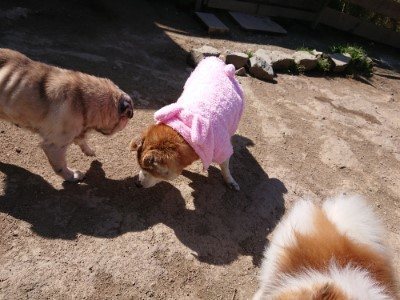 f:id:roukenhome-ann:20190410073617j:plain f:id:roukenhome-ann:20190410073617j:plain