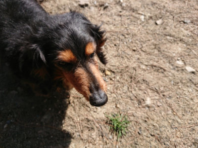 f:id:roukenhome-ann:20190410073714j:plain f:id:roukenhome-ann:20190410073714j:plain